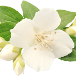 envato-labs-image-edit (4)