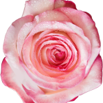 envato-labs-image-edit (5)